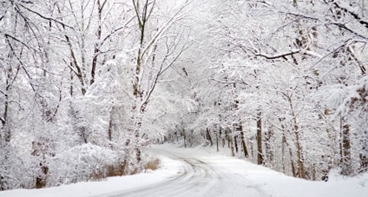 snowy forest