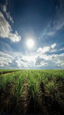 field and sky