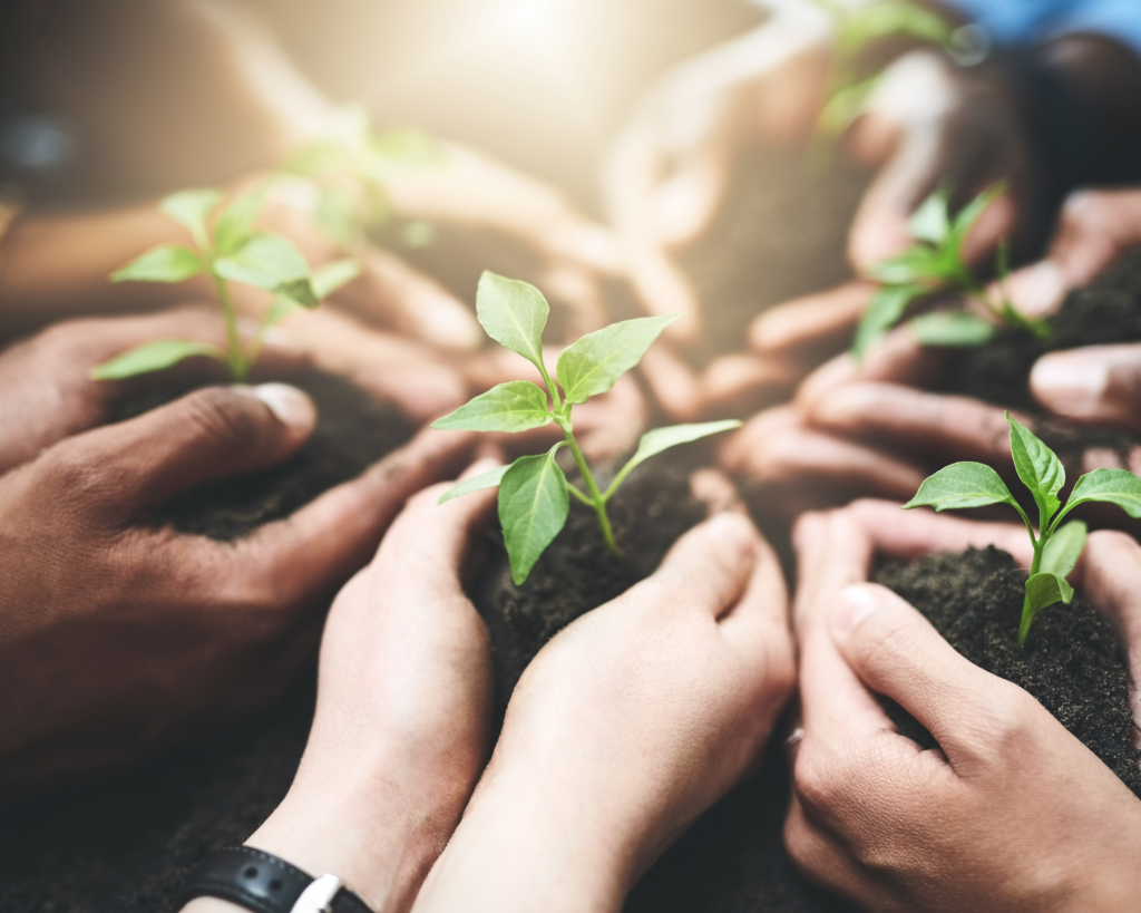 hands planting plants