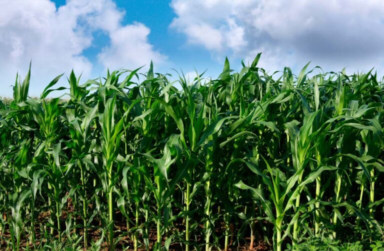 field of corn