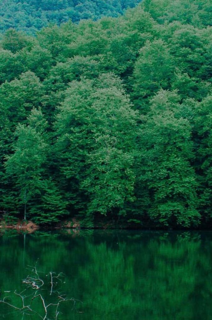 forest trees