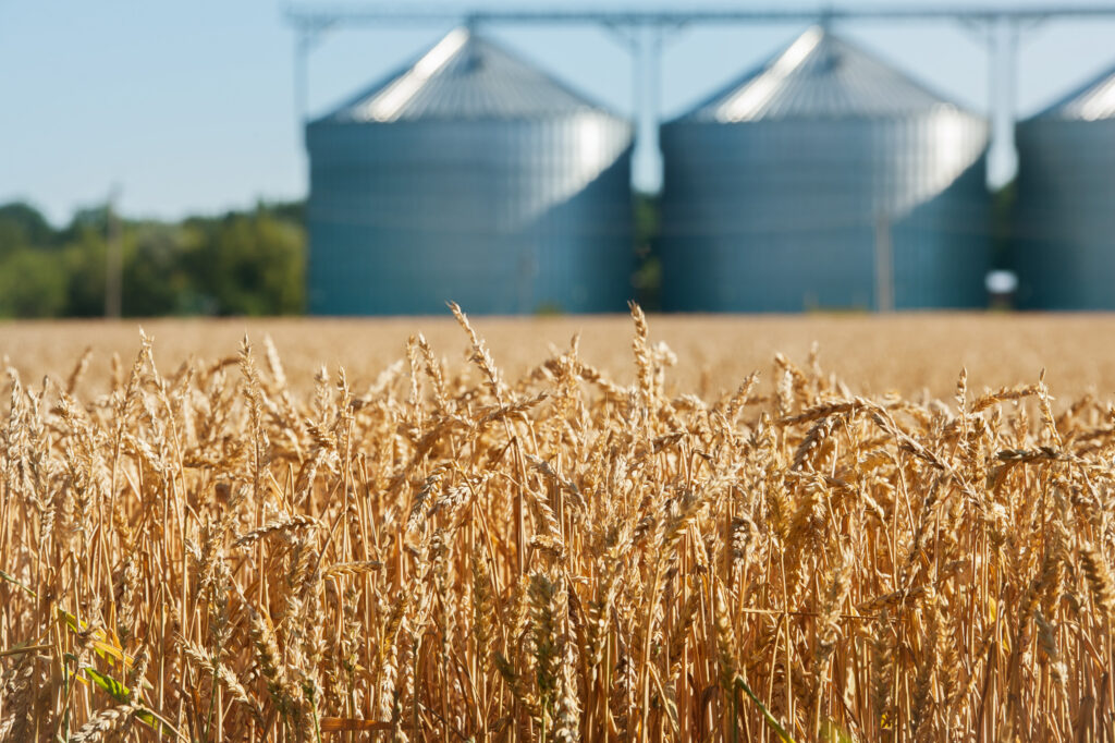 field of wheat