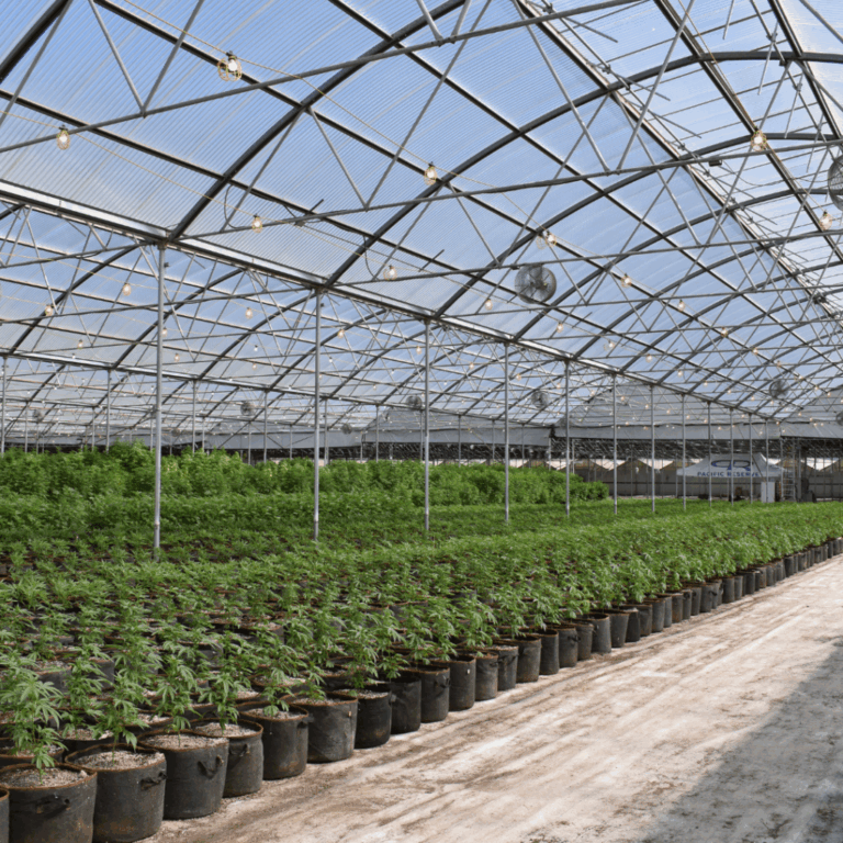 Cannabis farm
