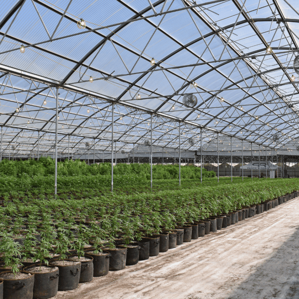 Cannabis farm