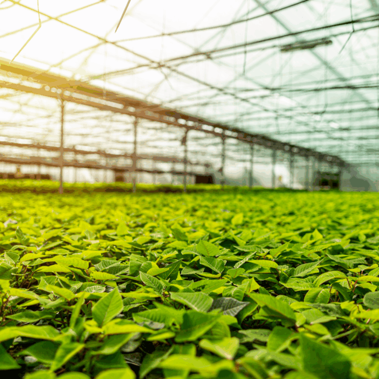 Greenhouse