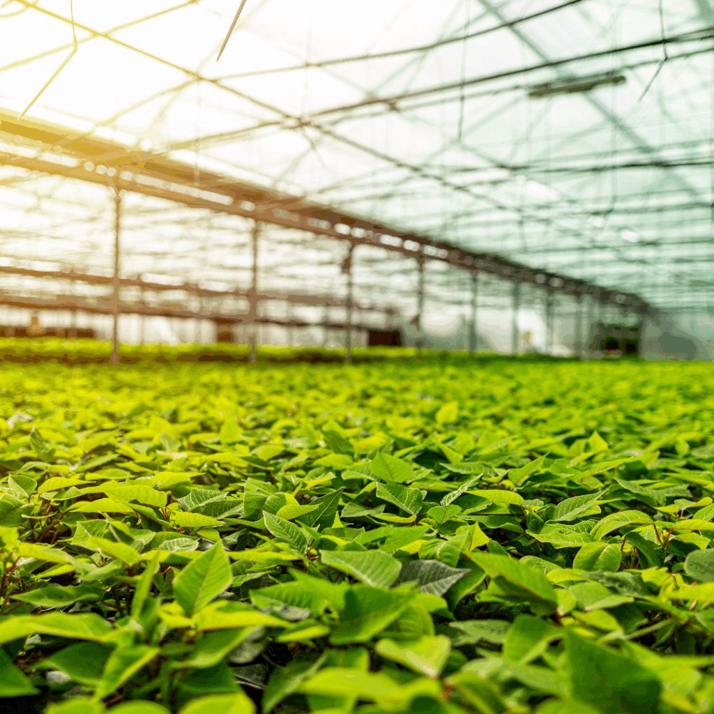 Greenhouse