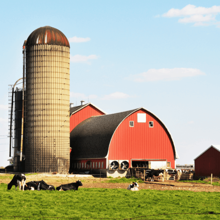 Dairy Farm