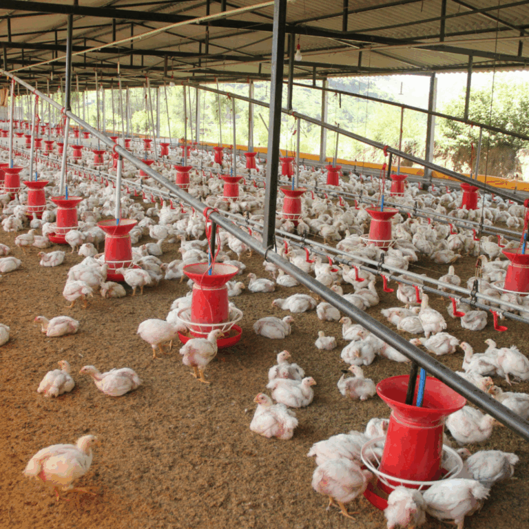 Poultry farm