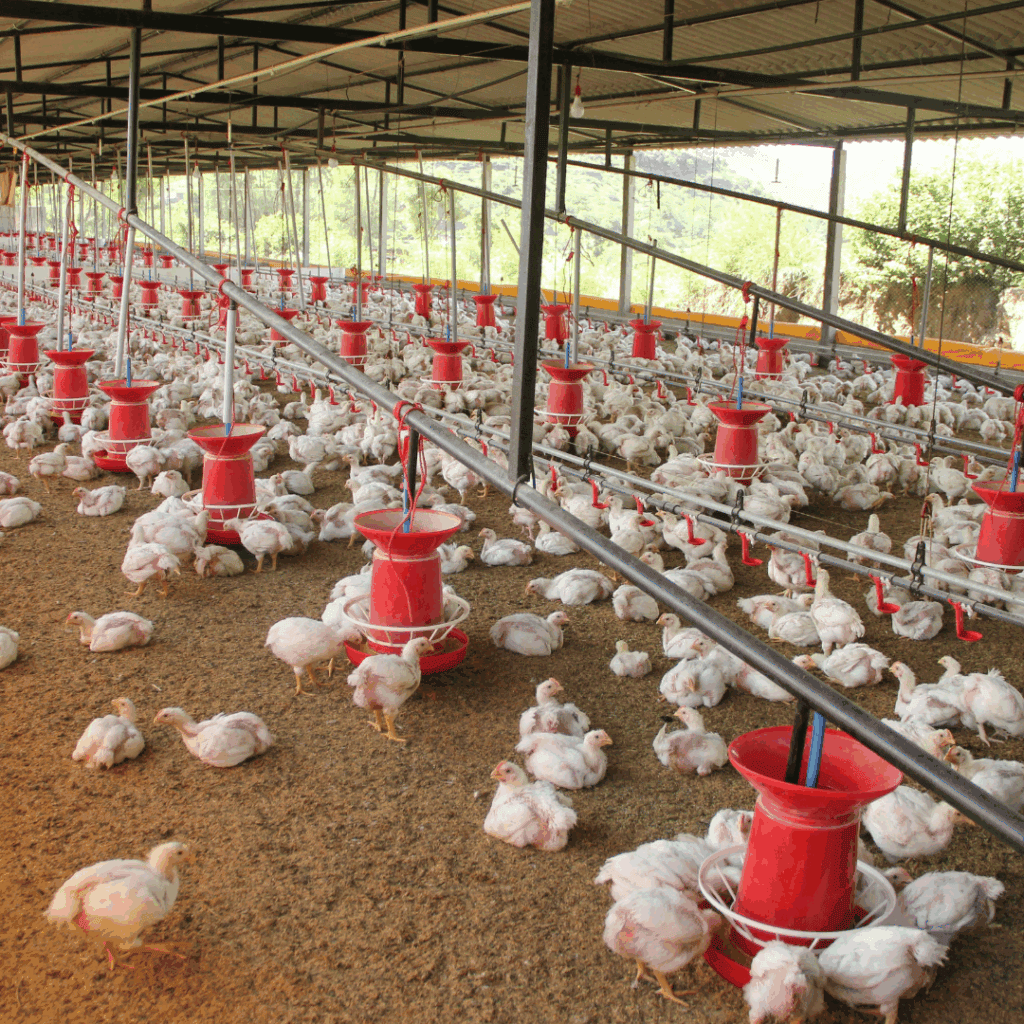 Poultry farm