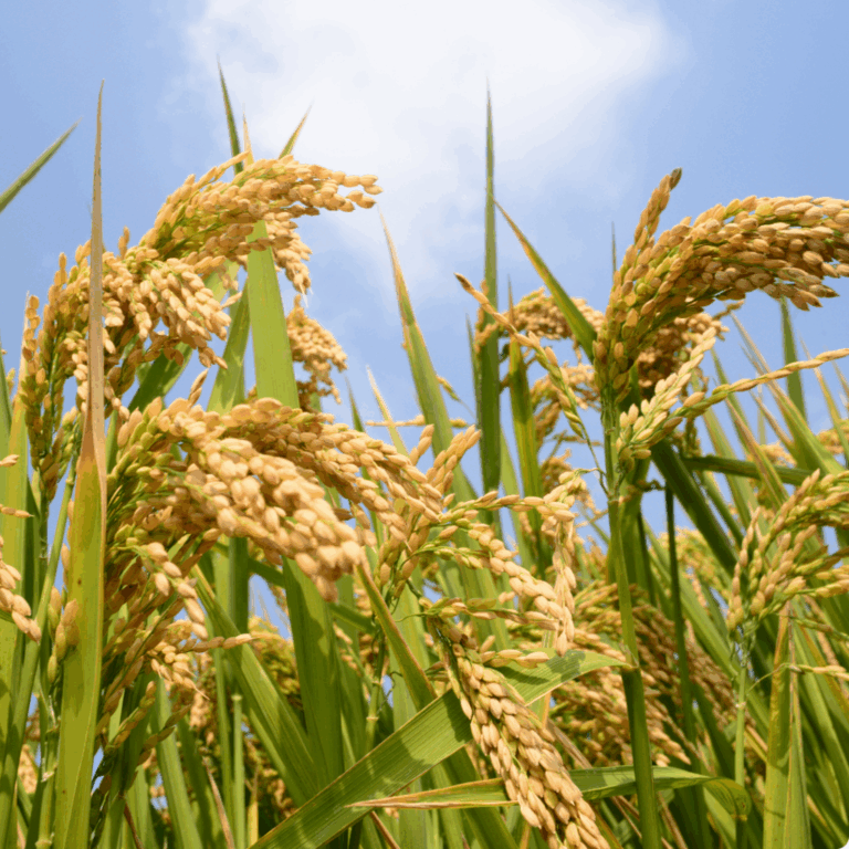 Wheat field