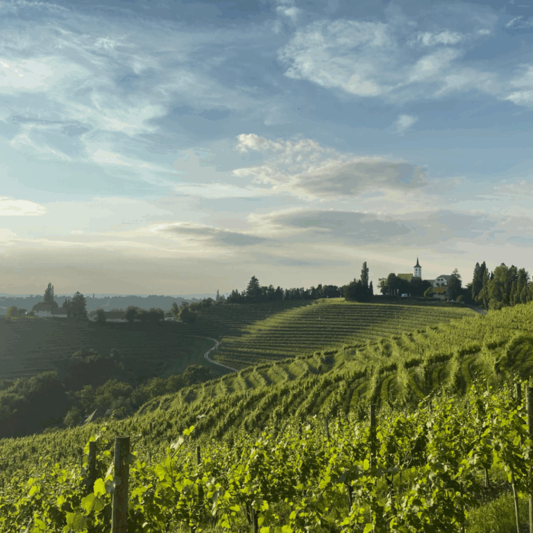 Vineyard