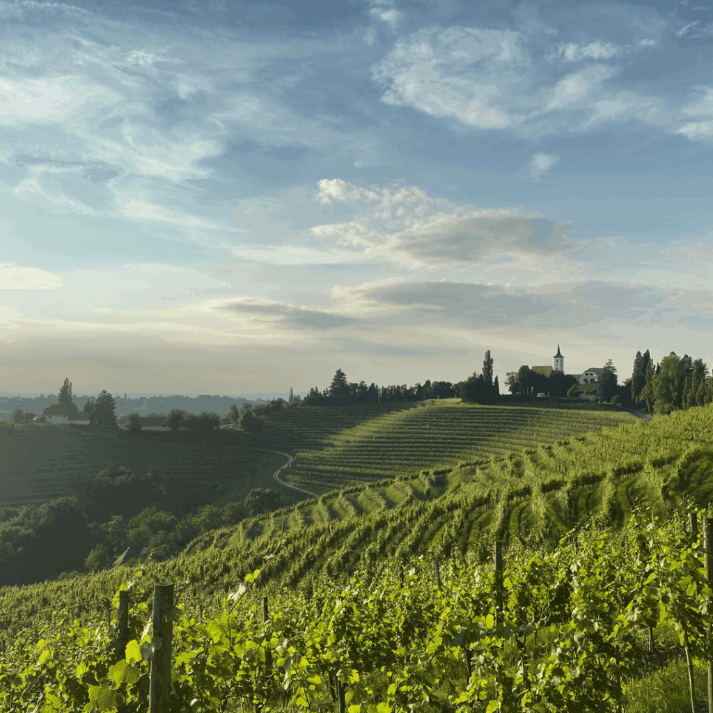 Vineyard